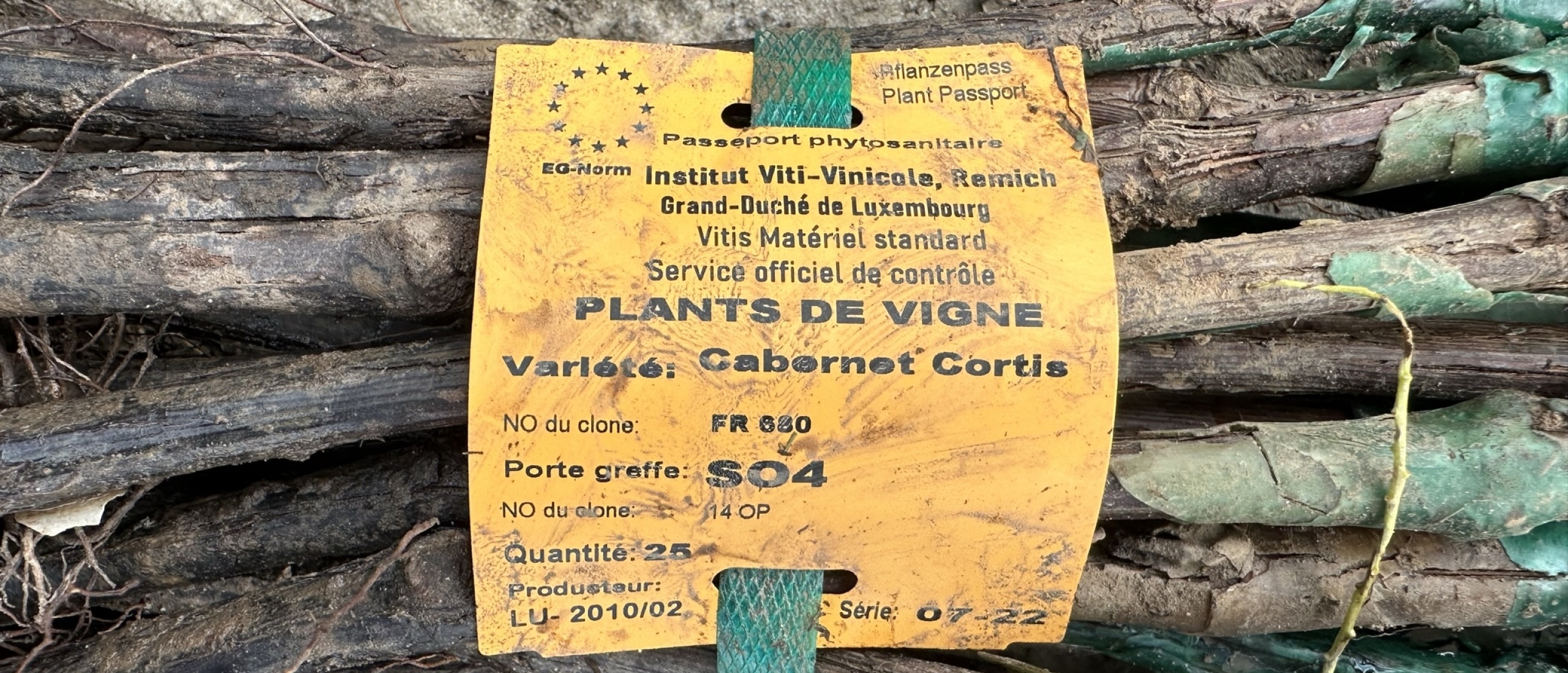 Cabernet Cortis wijnstok