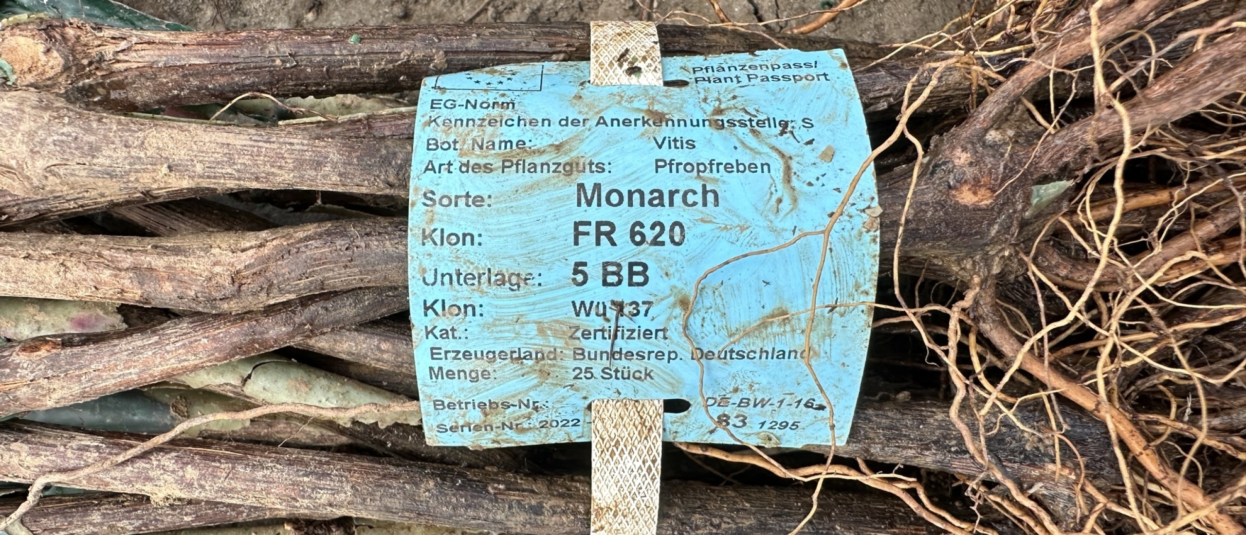 Monarch Wijnstok