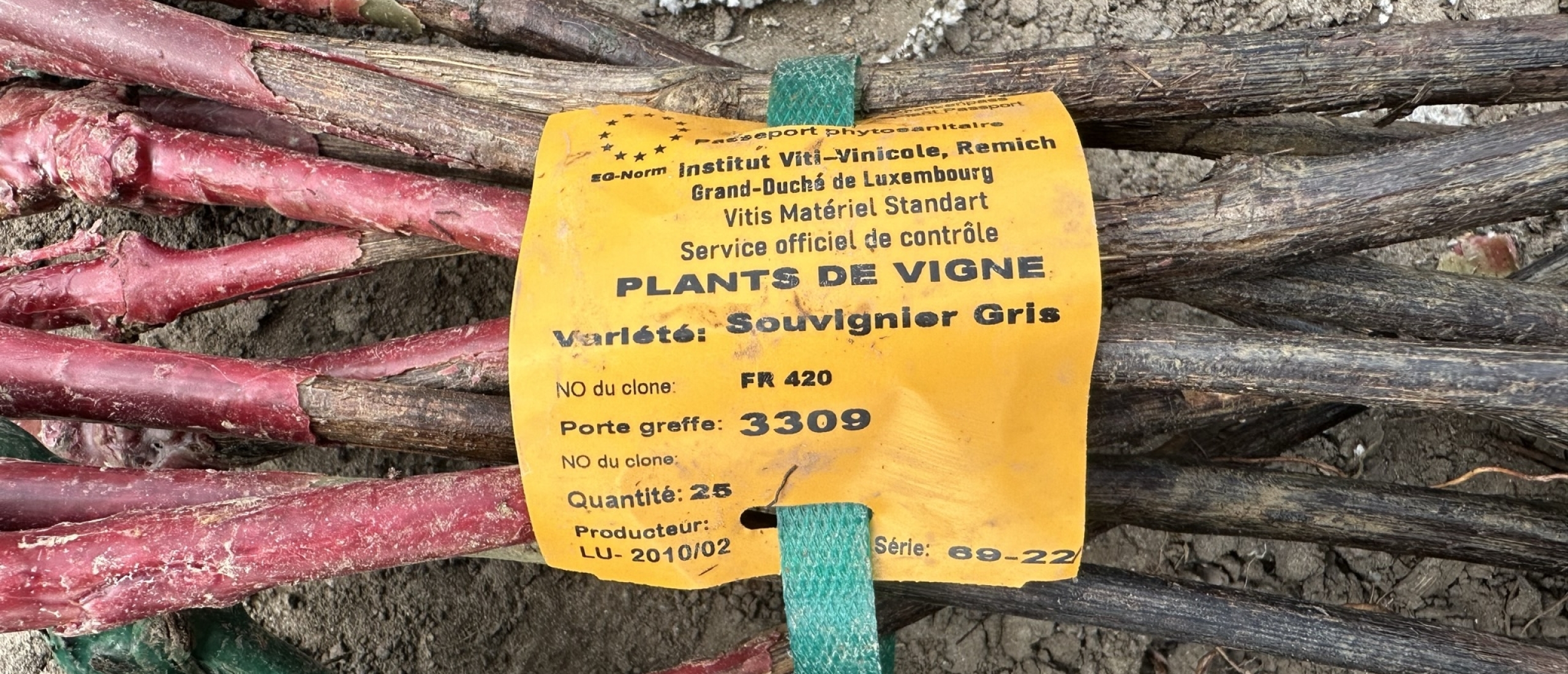 Souvignier gris wijnstok