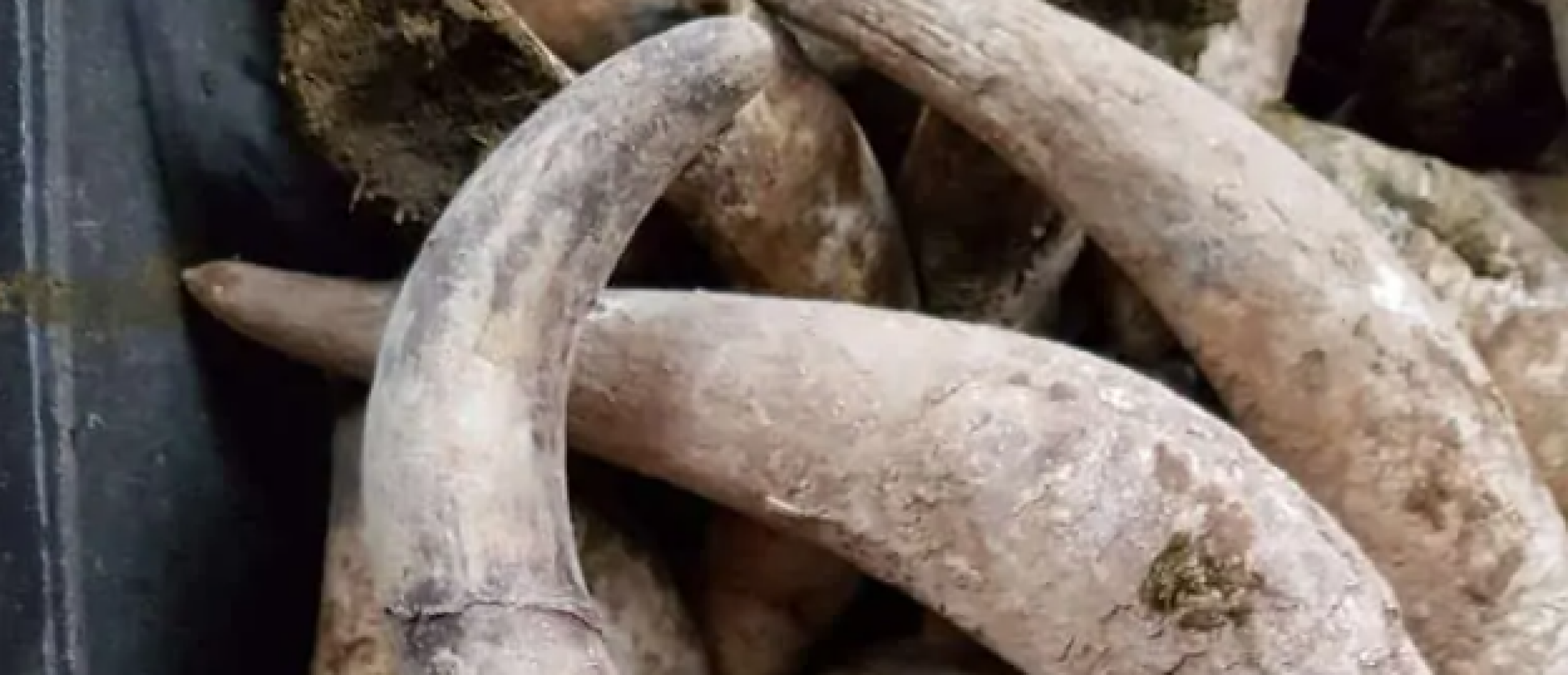 Biodynamische Wijnbouw