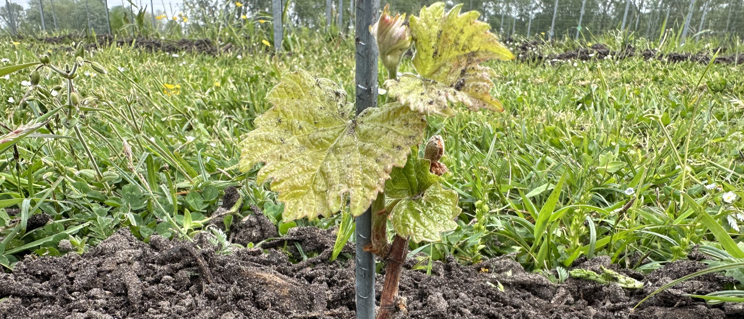Natuurinclusieve Wijnbouw