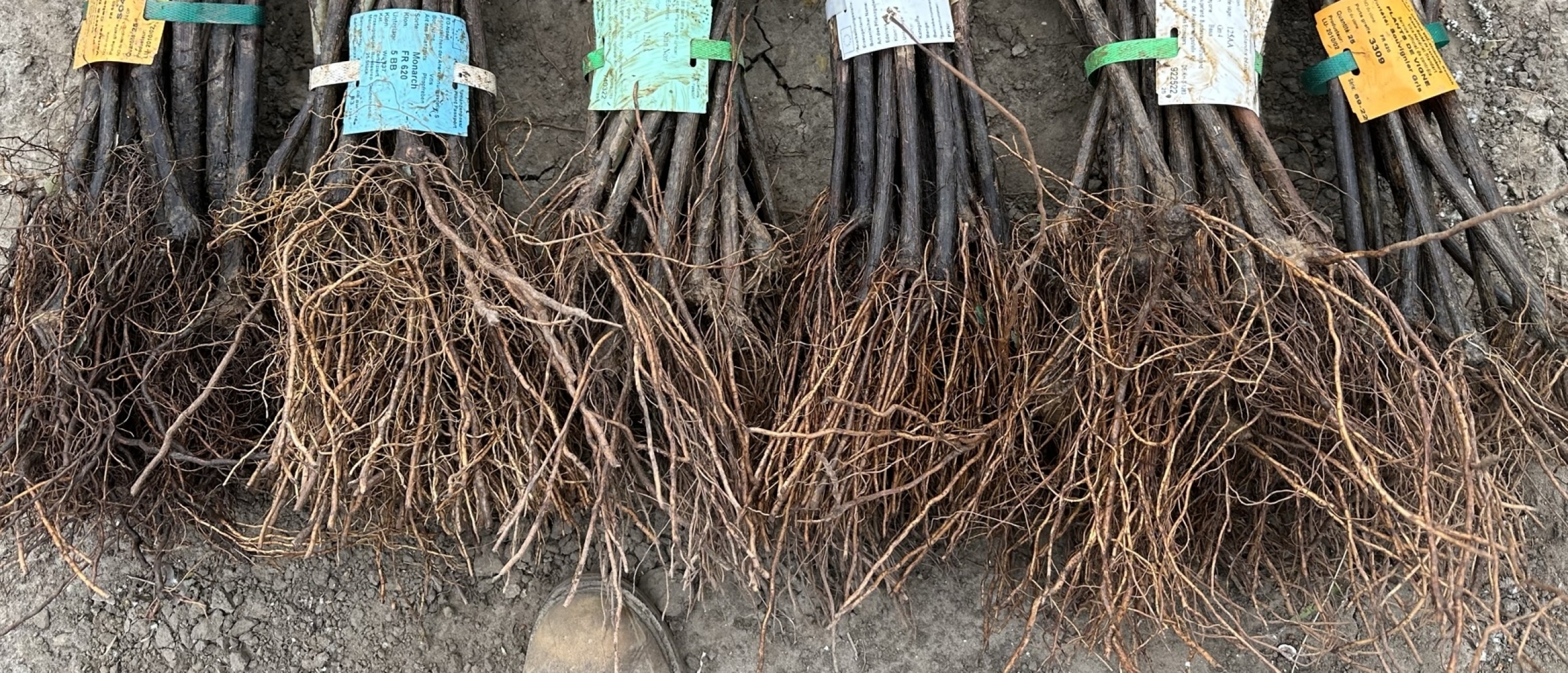 Mycorrhiza bij de aanplant van wijnstokken