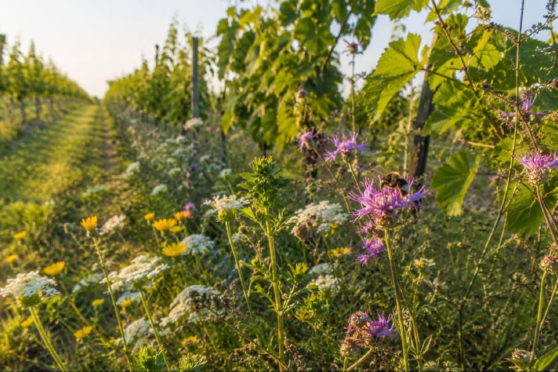 Bloemenrand langs de wijnrijen met een hommel op een knoopkruidbloem