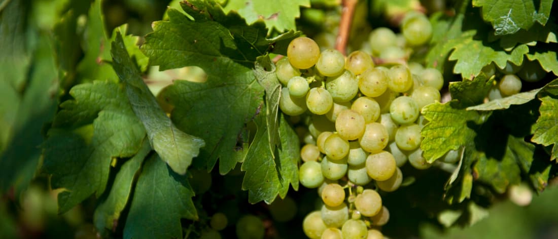 Cabernet Blanc