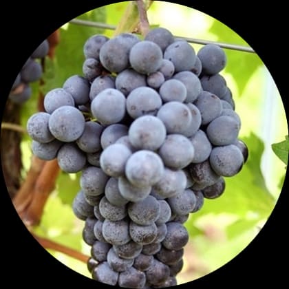 Cabernet cortis