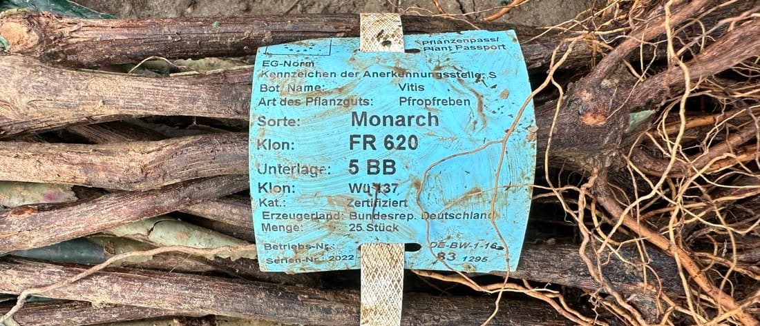 Monarch