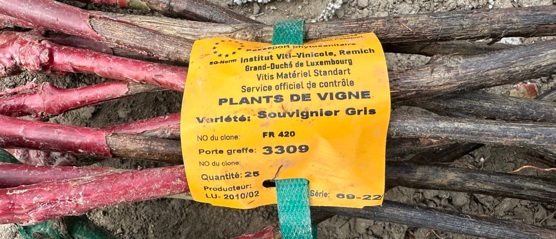 Souvignier gris wijnstok