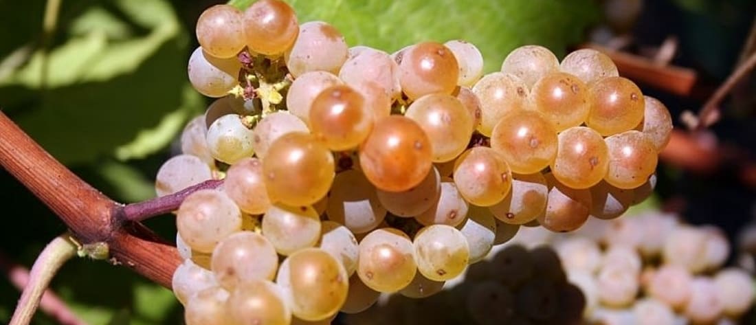 Sauvignon Soyhières