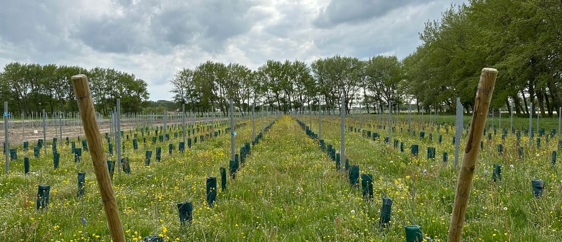 Biologische wijnbouw