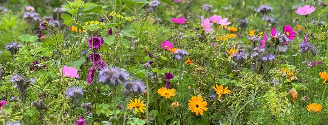 Bloemenrand op Domein Bergen met phacelia, goudsbloem, cosmea en malva door elkaar in bloei