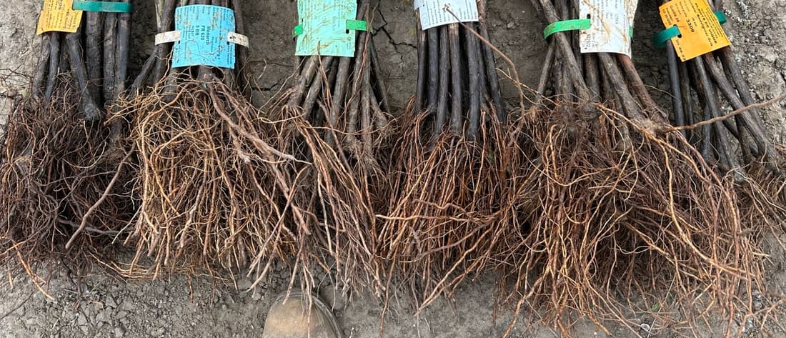 Mycorrhiza