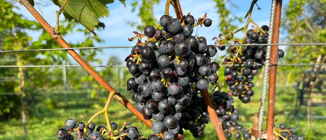 September: vogels, wespen en fruitvliegen in de wijngaard