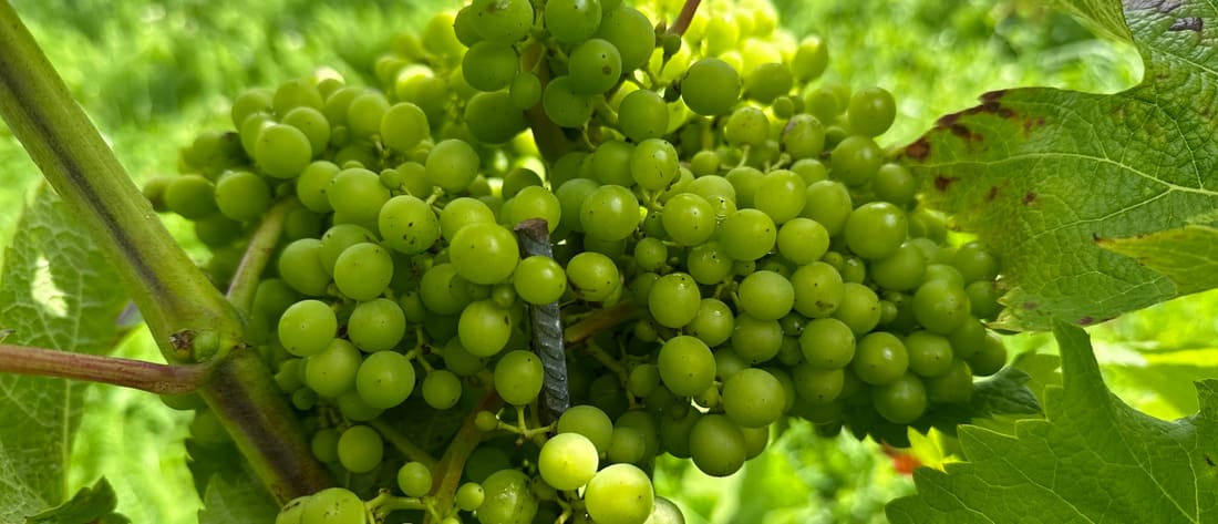 Groene oogst en verjus: druiven weghalen loont