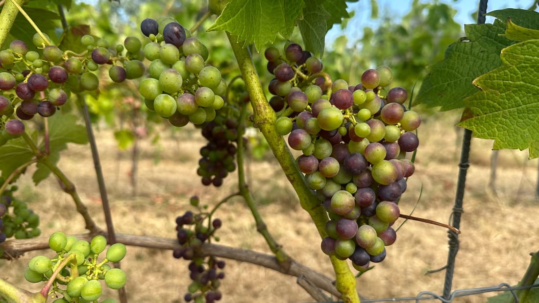 Cabernet Cortis in véraison op Domein Bergen, 3 augustus 2026: naast elkaar een volledig groene tros en trossen met groene, rode en diepblauwe bessen