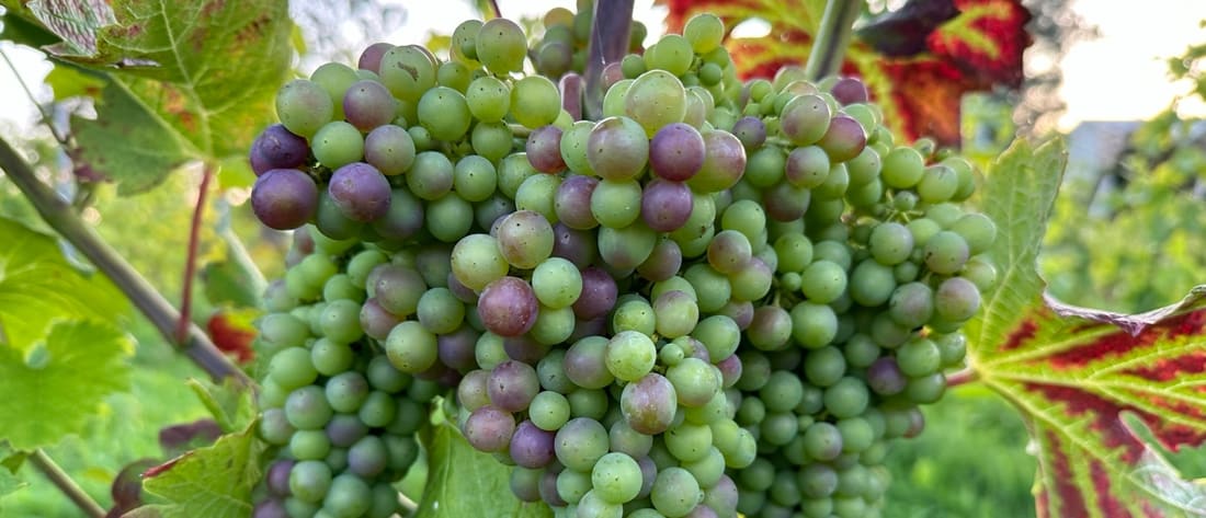 Close-up van een druiventros in véraison, waarin groene, roze en paarse bessen dicht naast elkaar zitten